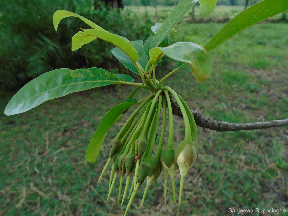 Madhuca longifolia (J.Koenig ex L.) J.F.Macbr.